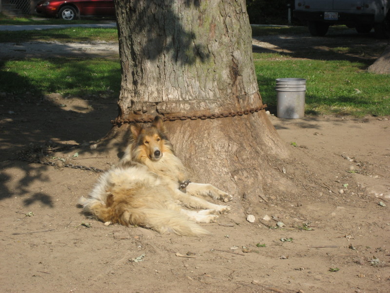 Lassie — Almost Home Dog Rescue of Ohio