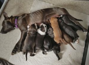 Mommy "Athena" and her pups in the nursery at our training facility.