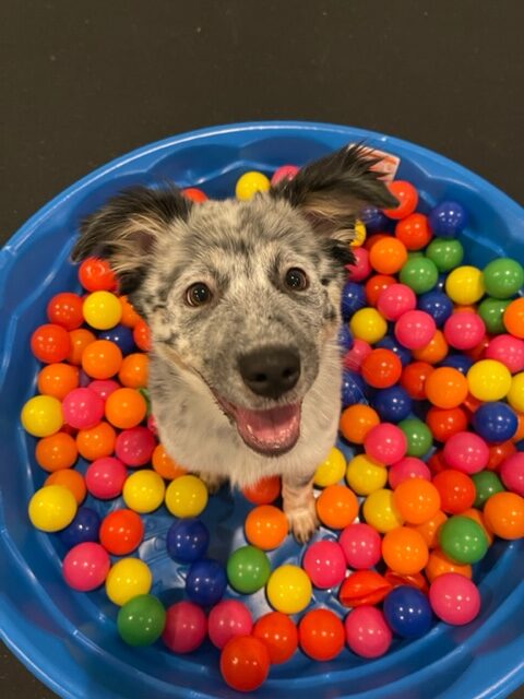 Balls Balls