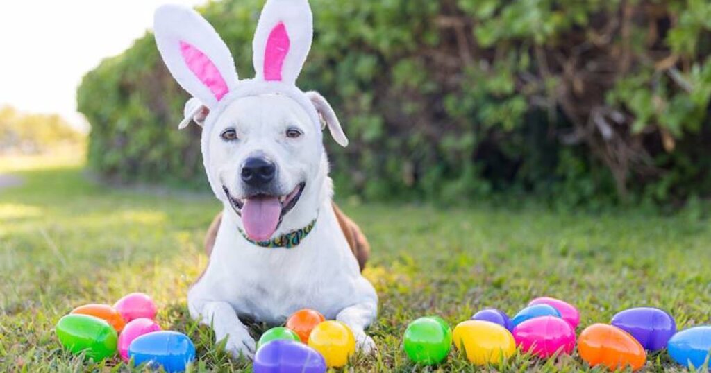 Dogs and owners alike talk, bark and play at annual Easter egg hunt