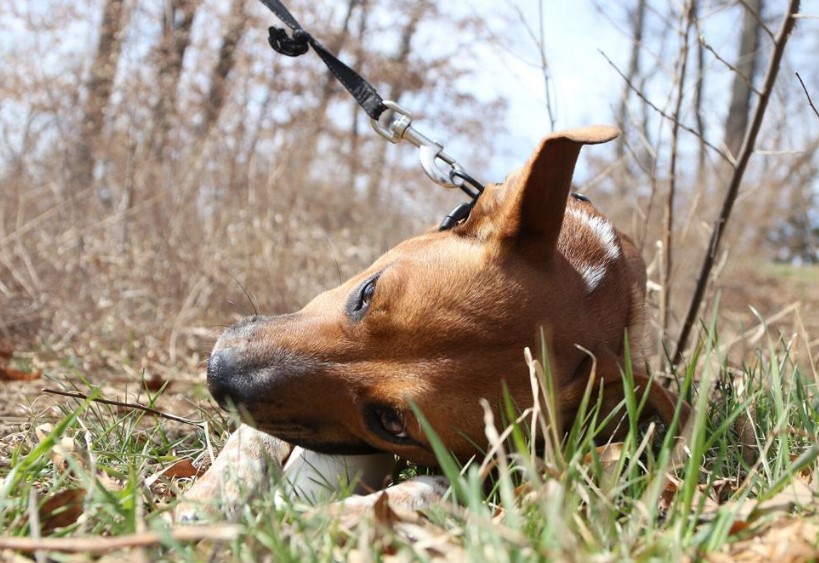 Encampment dogs are not ‘just a cute face’