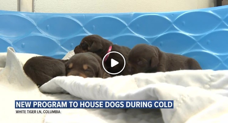 Local pet shelter builds program to help keep dogs out of the cold this winter