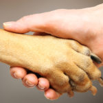 Dog Human Paw